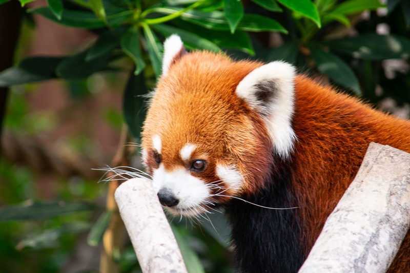 red panda in hong kong