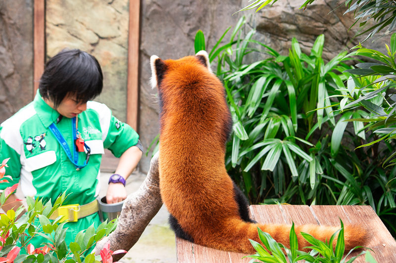 red panda - ocean park hong kong