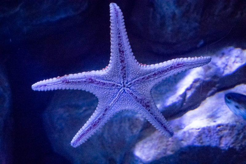 what to do in ocean park - aquarium