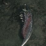 dmc 5 - mission 9 genesis walkthrough