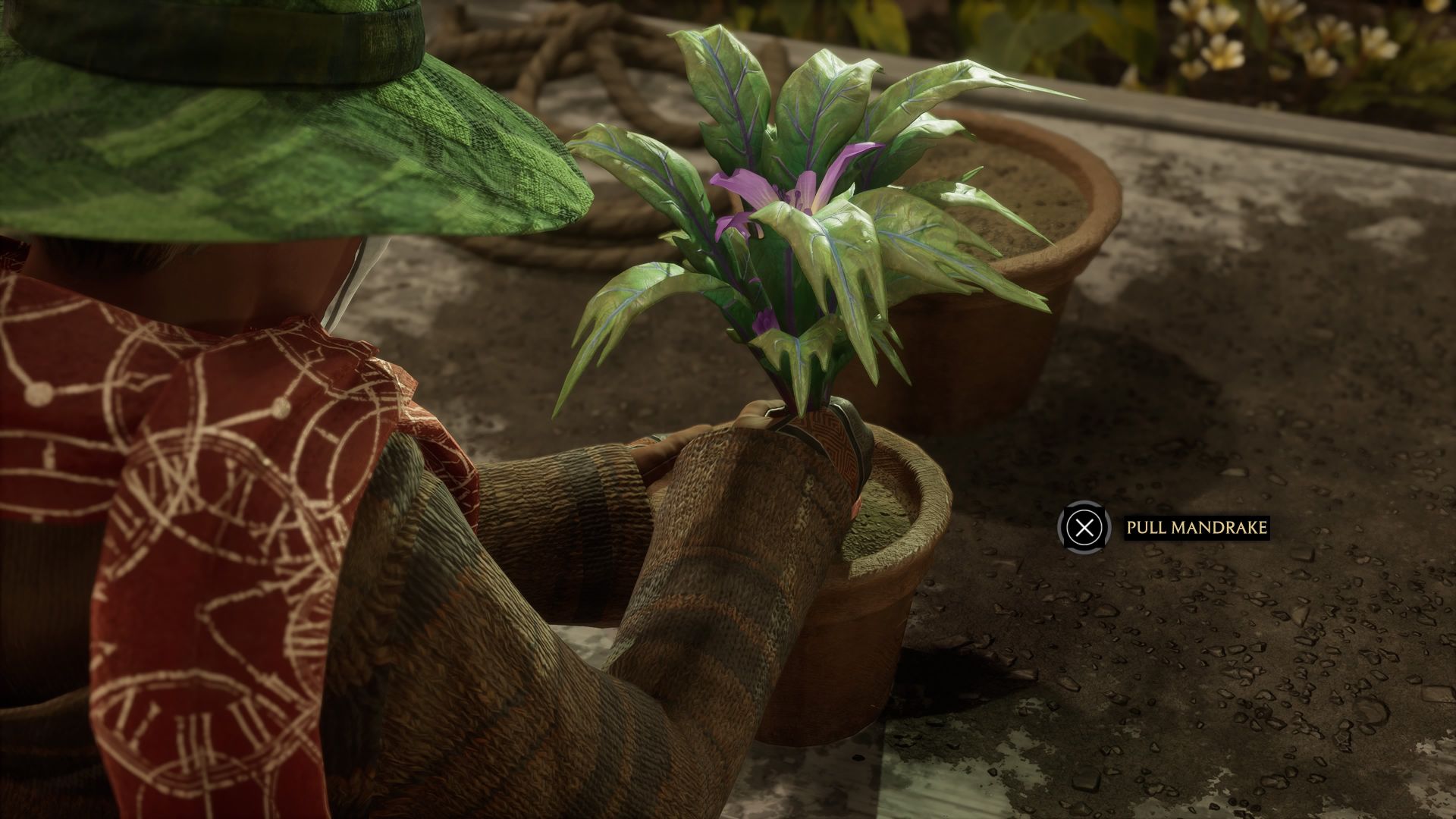 Hogwarts Legacy Herbology Class Walkthrough & Guide