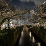 How To Go To Meguro River During The Cherry Blossom Festival