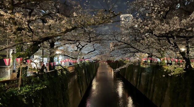 How To Go To Meguro River During The Cherry Blossom Festival