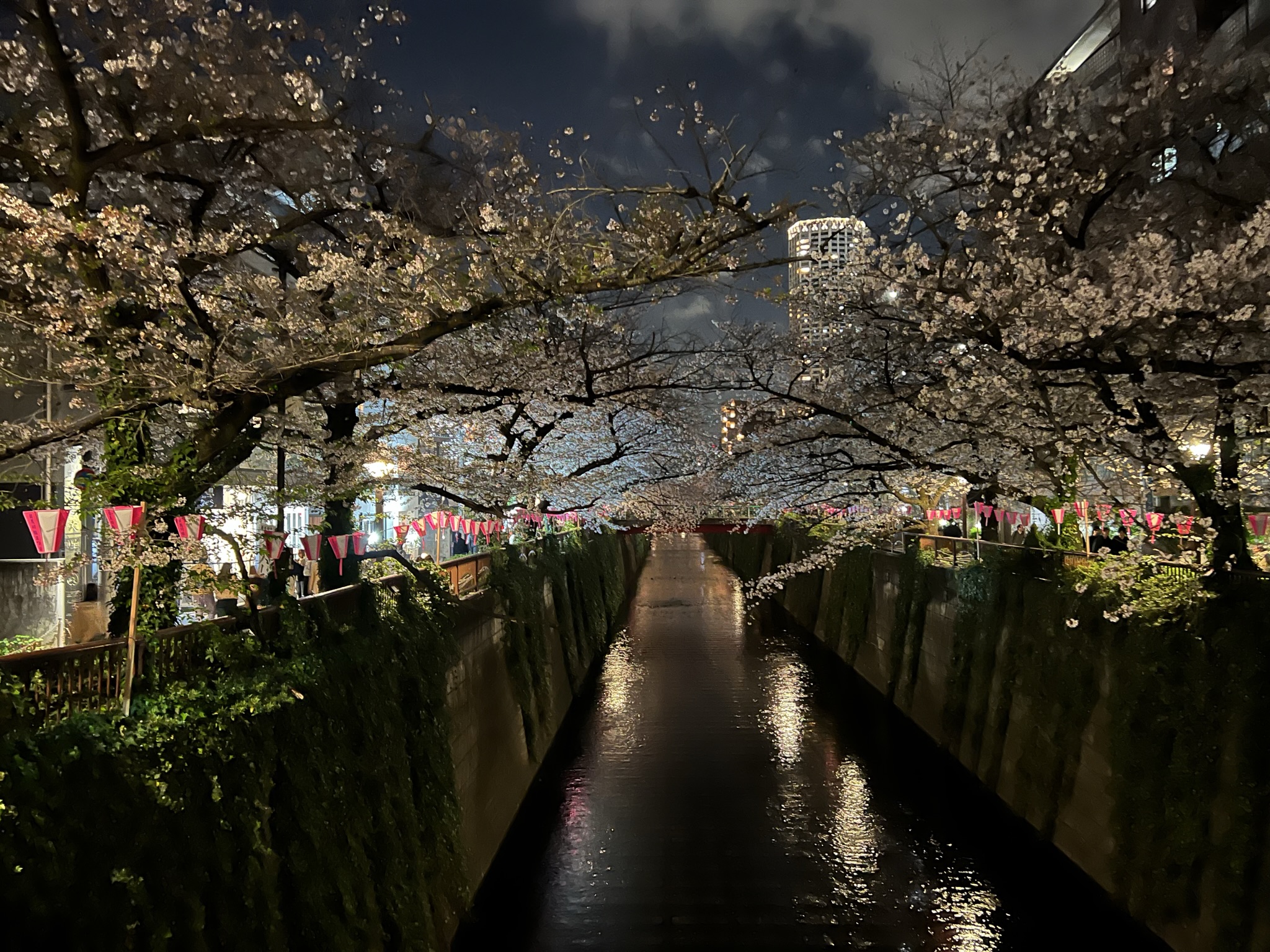 How To Go To Meguro River Throughout The Cherry Blossom Competition